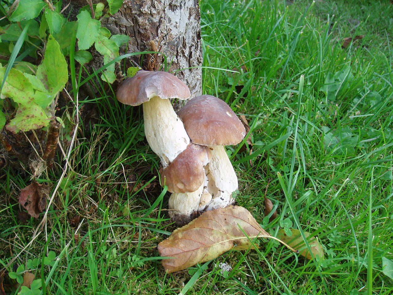 Сросшиеся белые грибы