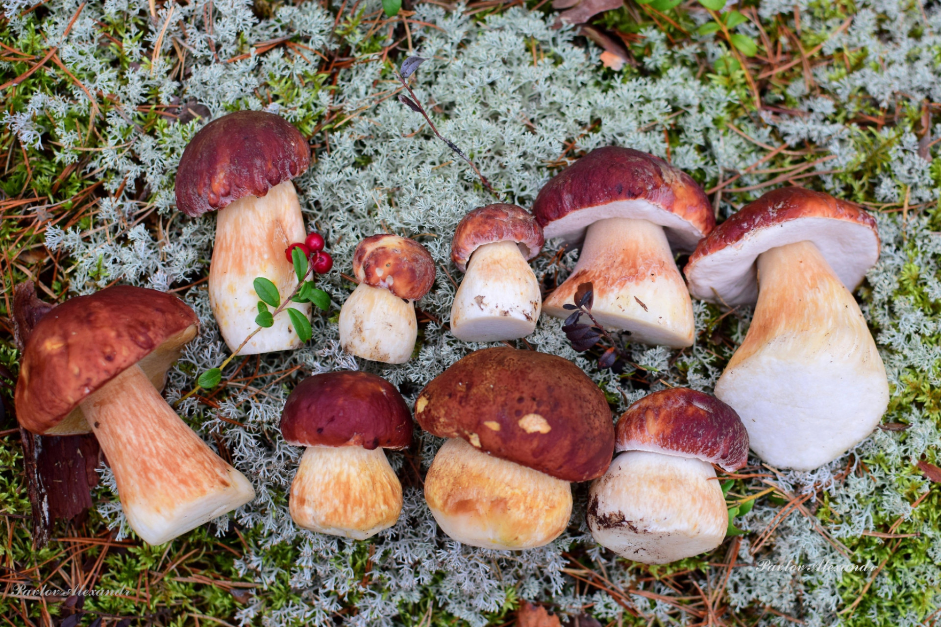 Уральские грибы