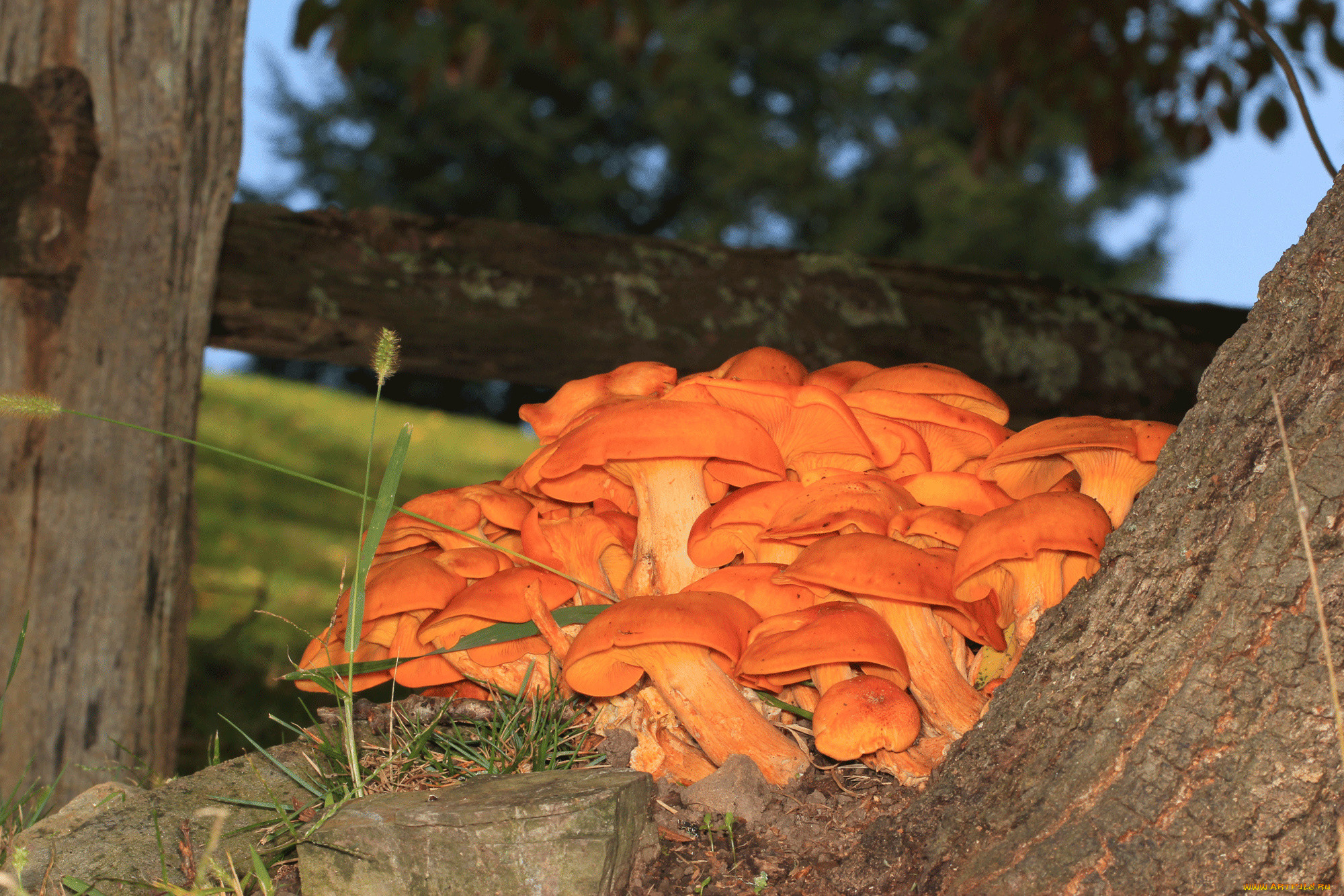 Оранжевый гриб на дереве