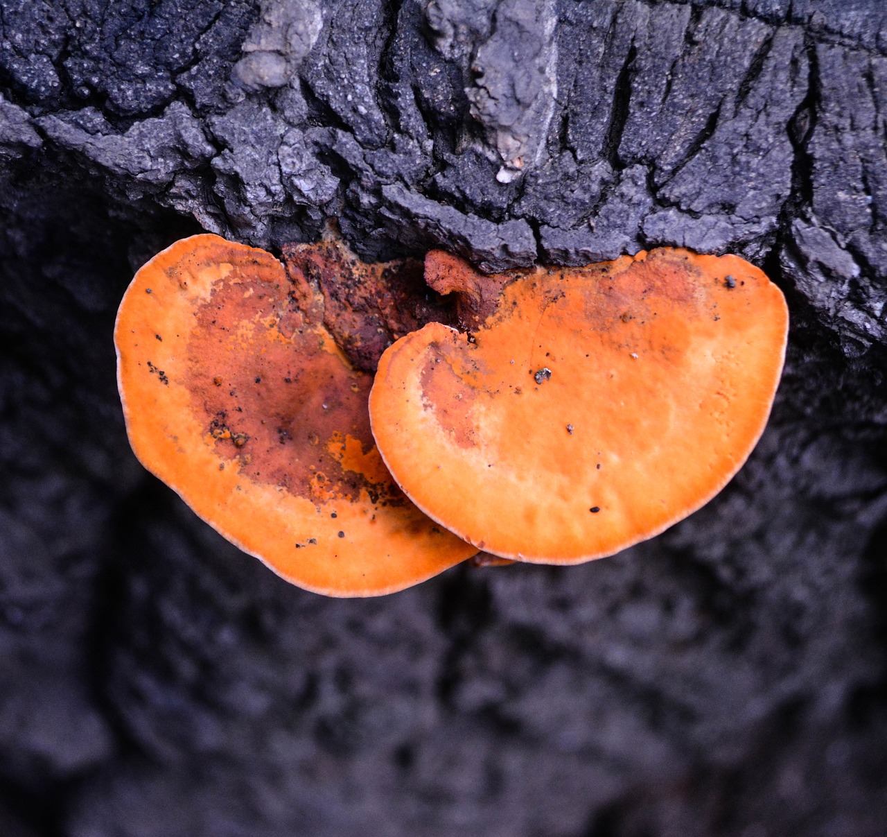 Древесный гриб оранжевого цвета