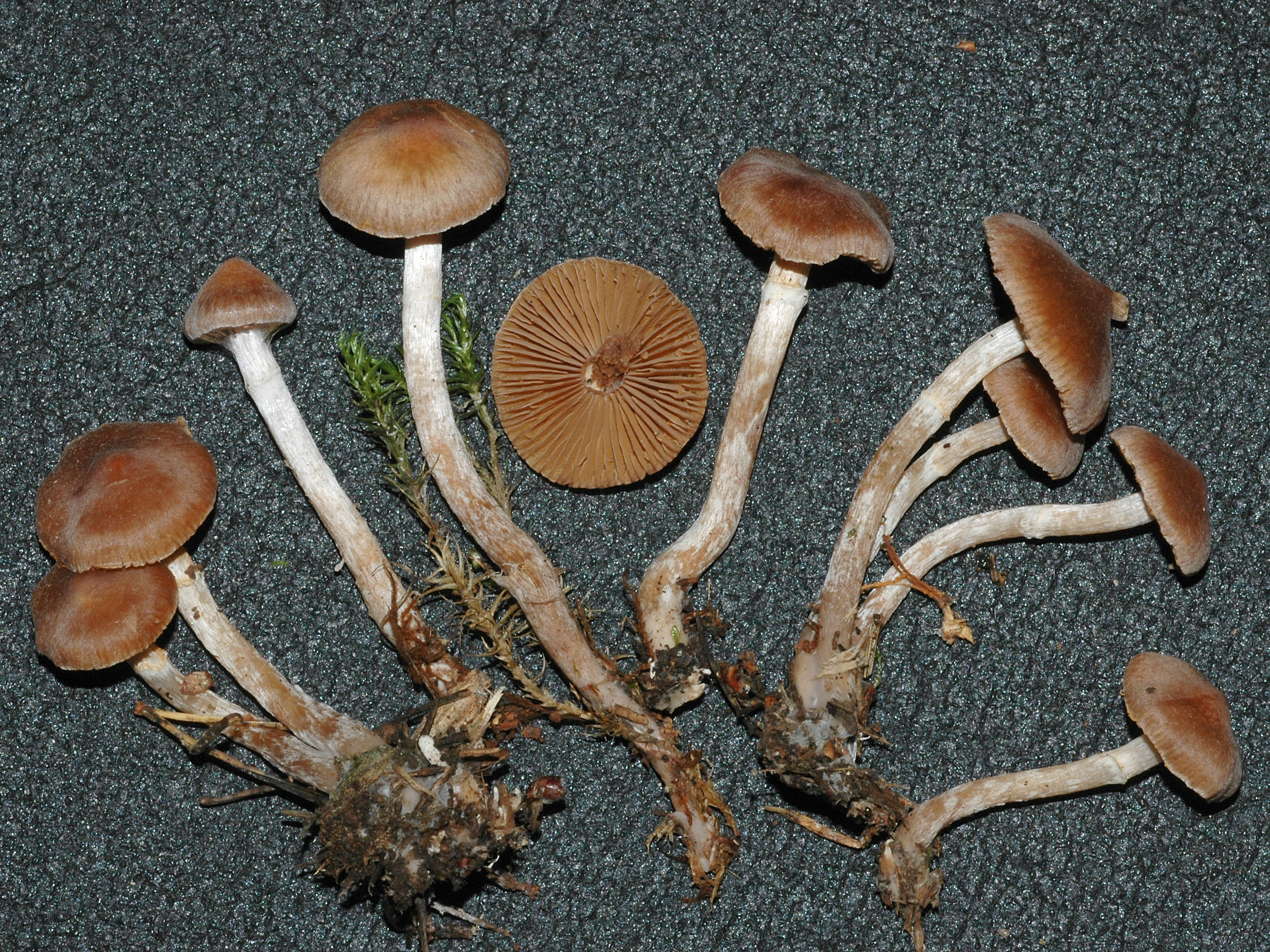 Корни грибов как называется. Telamonia паутинник. Корни грибов. Корень гриба. Грибы в почве.