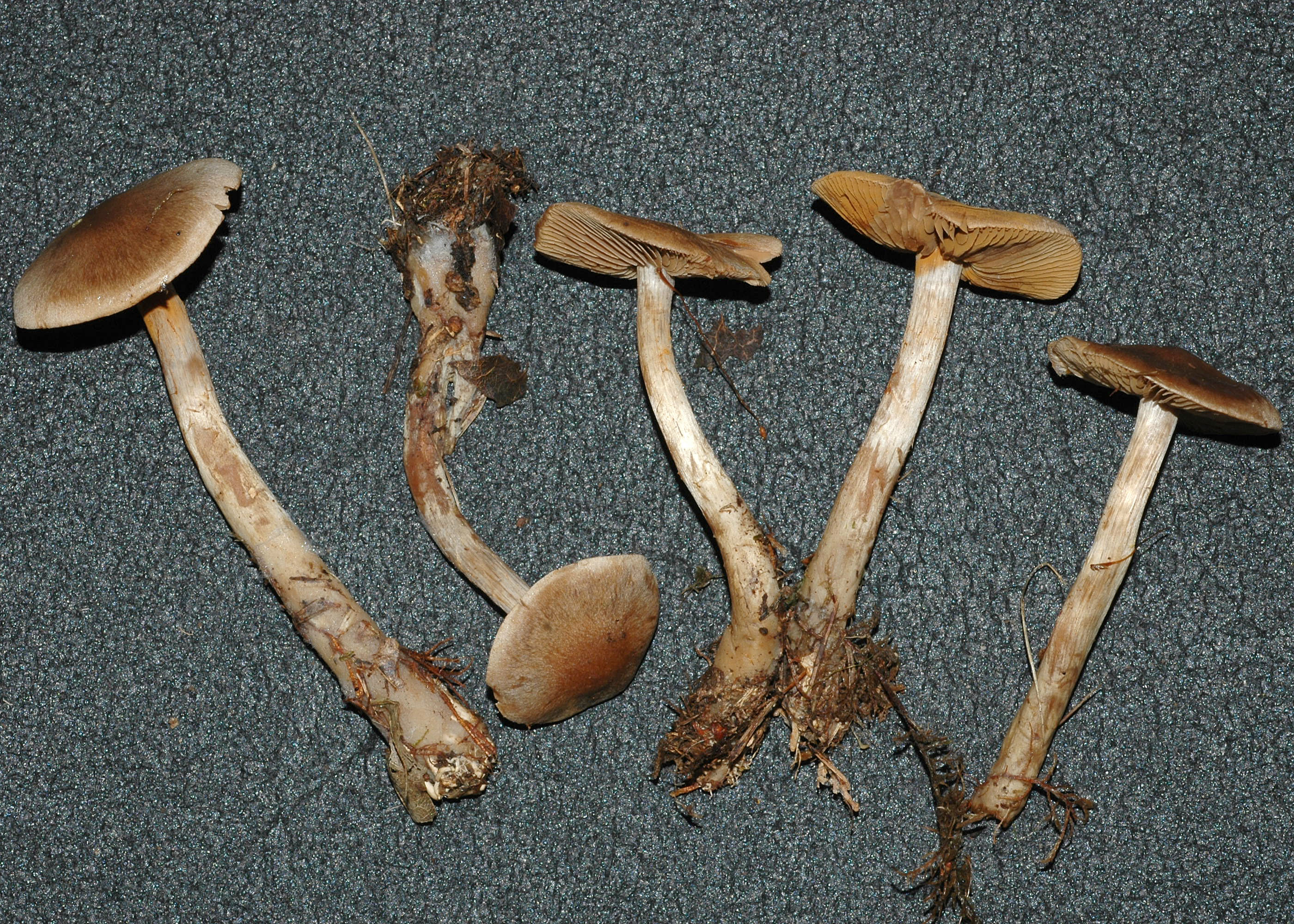 Корни грибов как называется. Корень гриба. Гриб грибной корень. Корешок гриба. Красивые грибы с корнями.