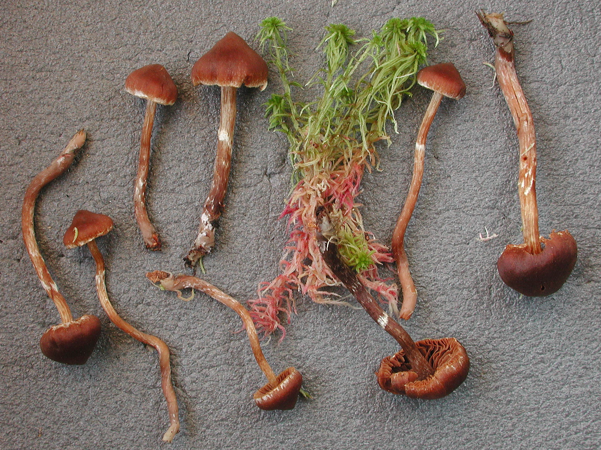 Как называется корень гриба. Корни грибов. Корни грибов фото. Хабиасс грибы. Гриб с корнями фото.