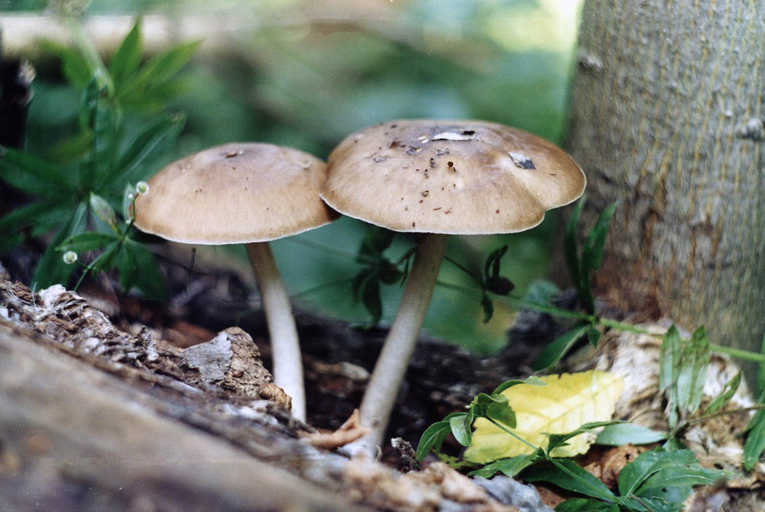 фото ядовитых грибов в подмосковье
