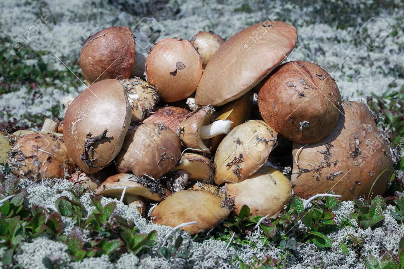 Белый гриб на Камчатке