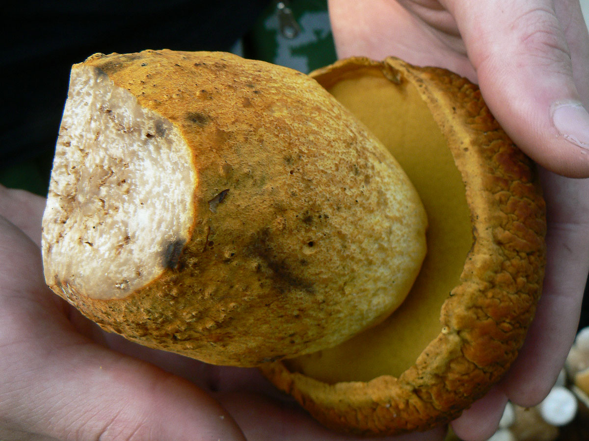 Съедобные трубчатые грибы Хабаровского края