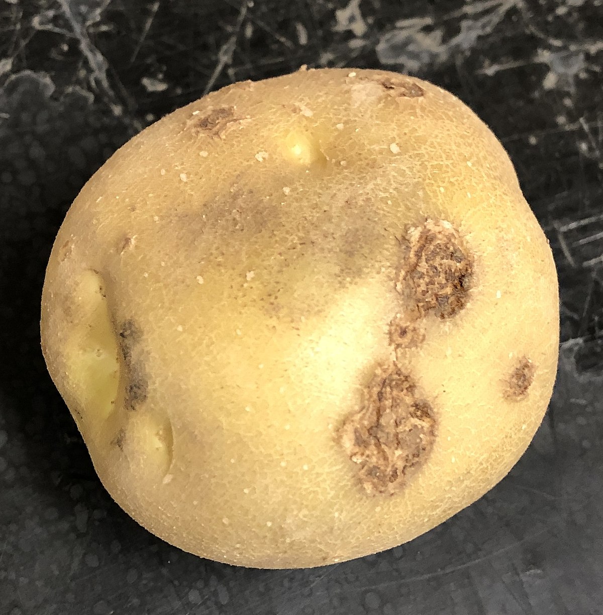 болезни картофеля описание с фотографиями