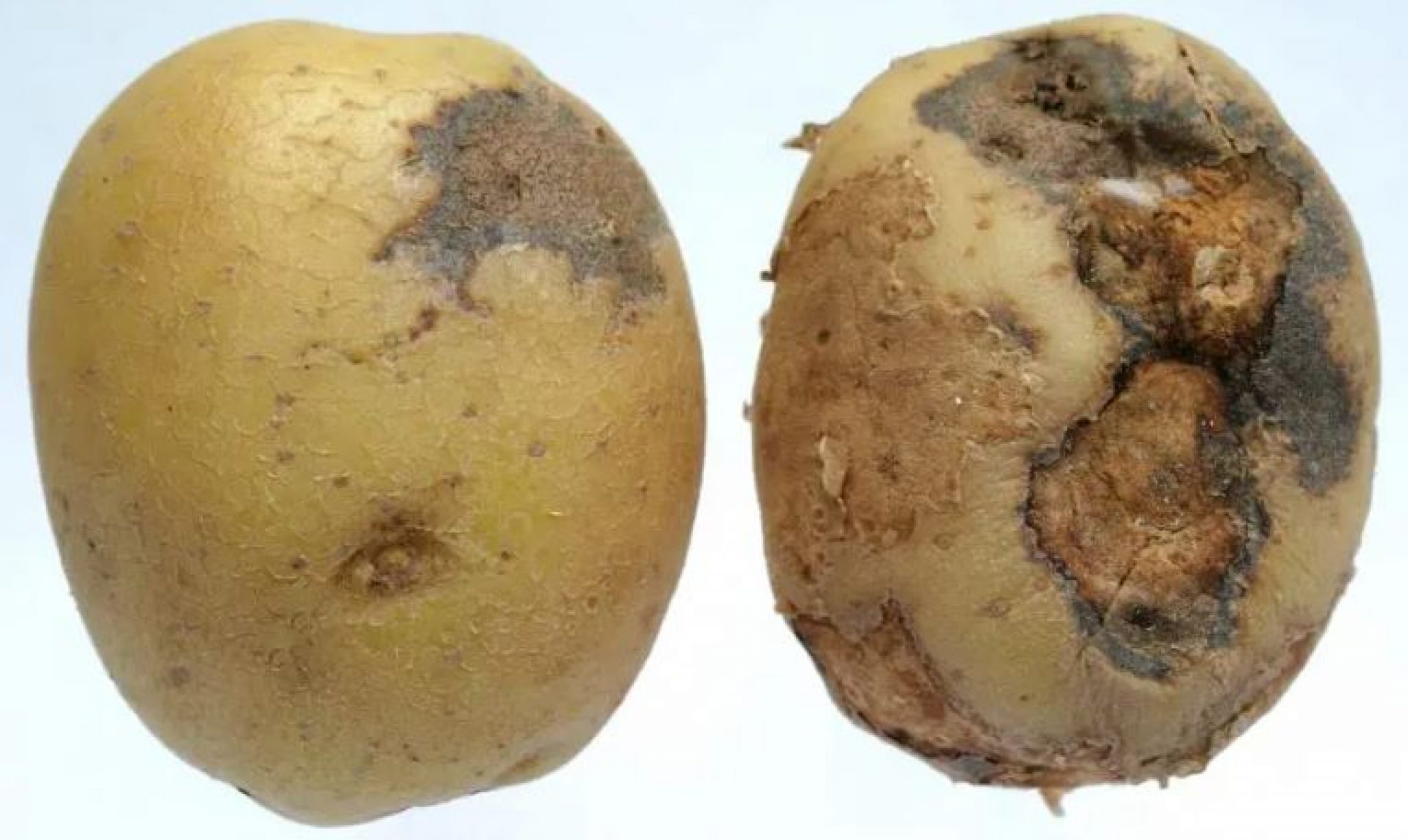Фитофторозная гниль картофеля