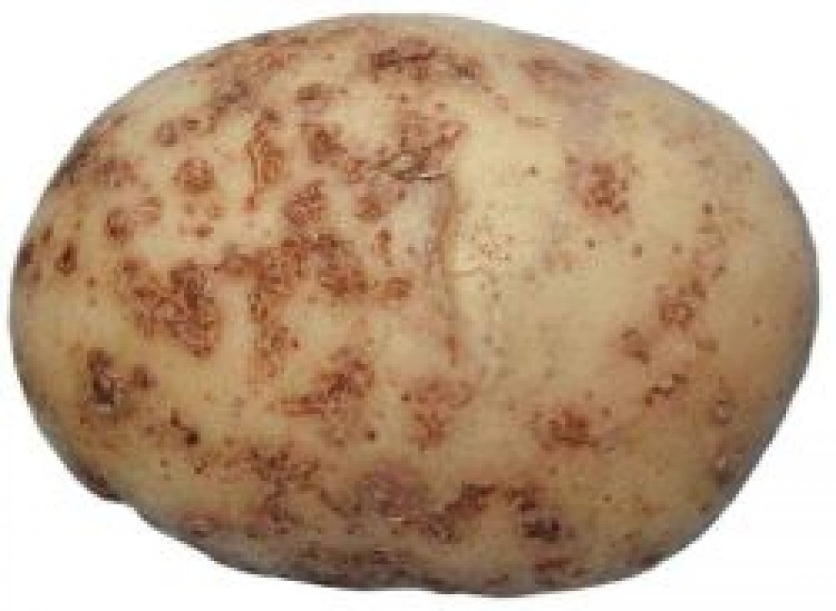Картофель парша и фитофтора