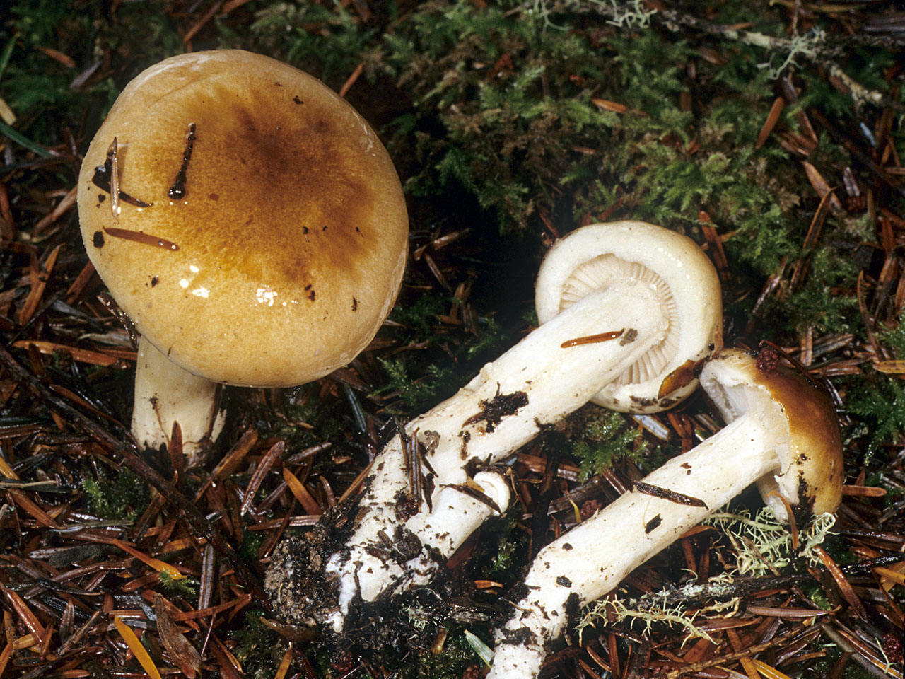 Гигрофор фиолетовый гриб