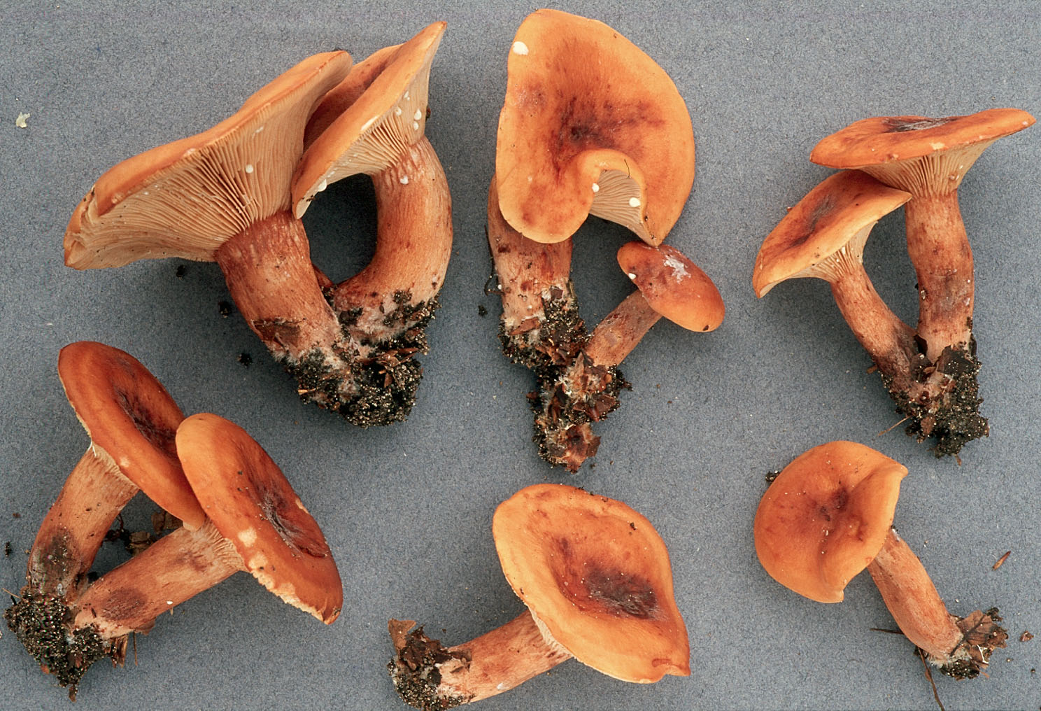 Оранжевый гриб похож на ухо