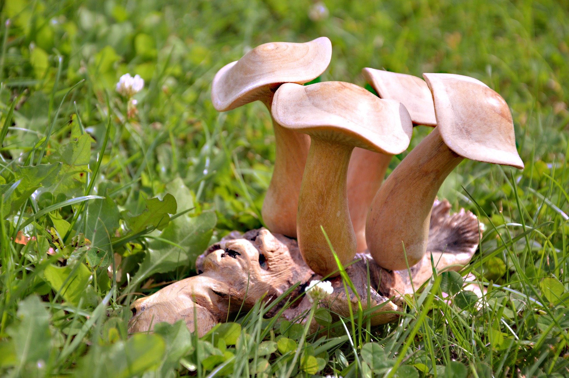 Деревянные грибы съедобные