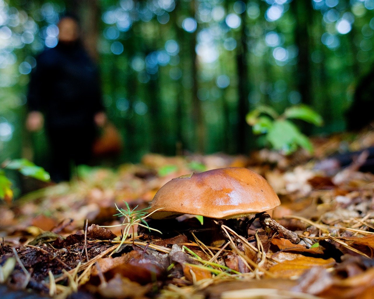 Осень лес грибы