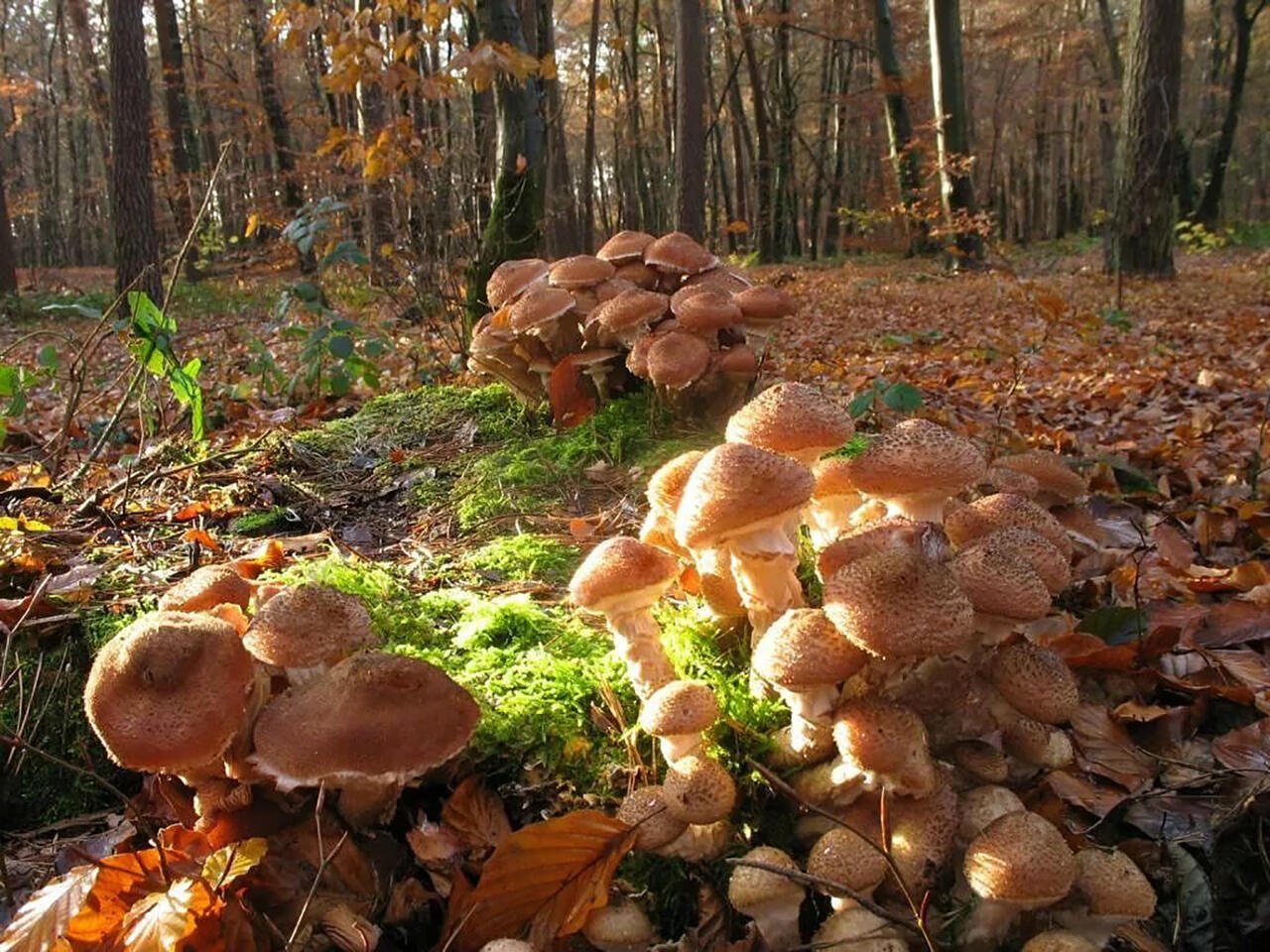 осенние грибы в смешанном лесу фото