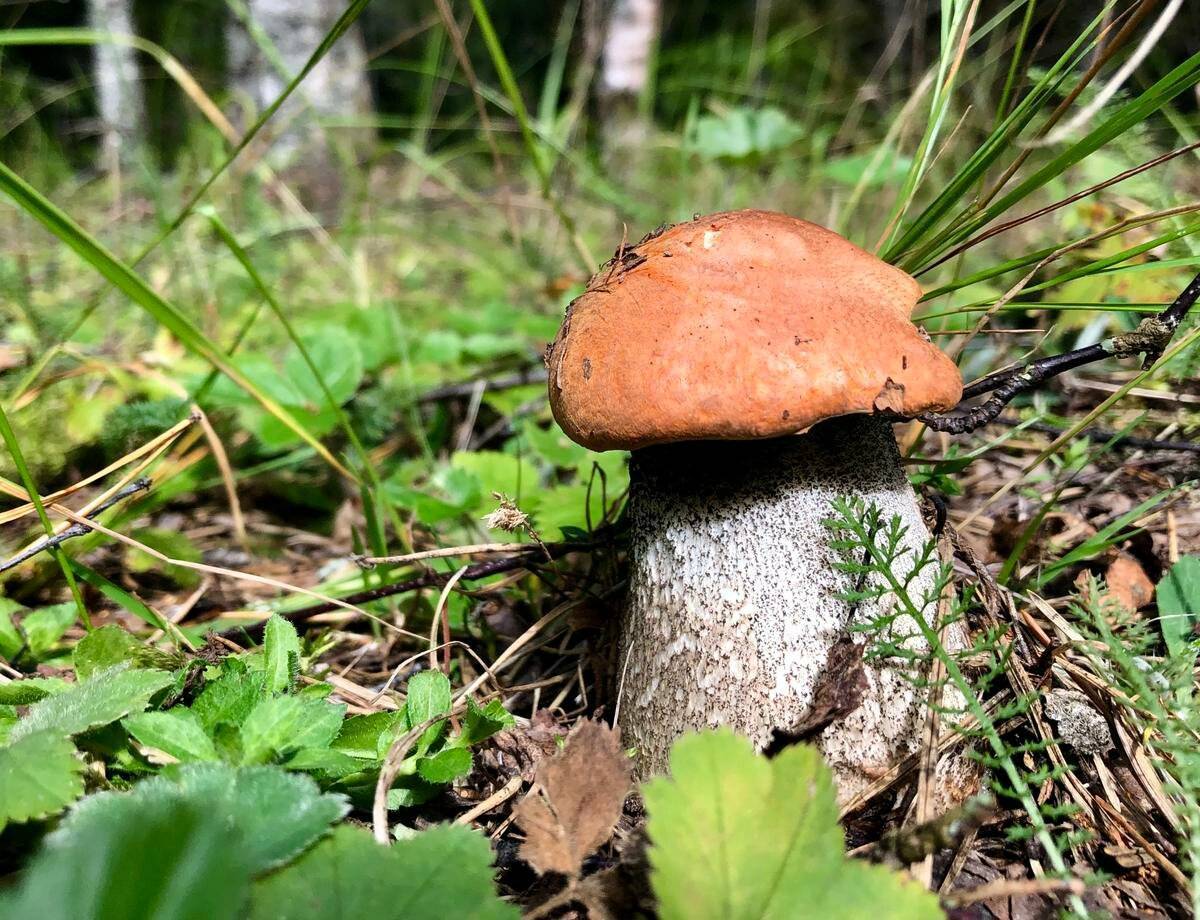 Краснокнижные грибы Ленинградской области