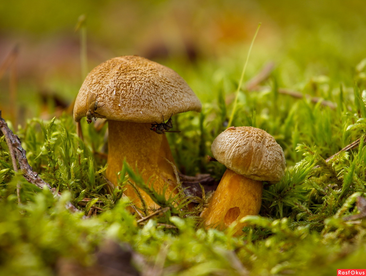 Съедобные грибы Якутии моховик
