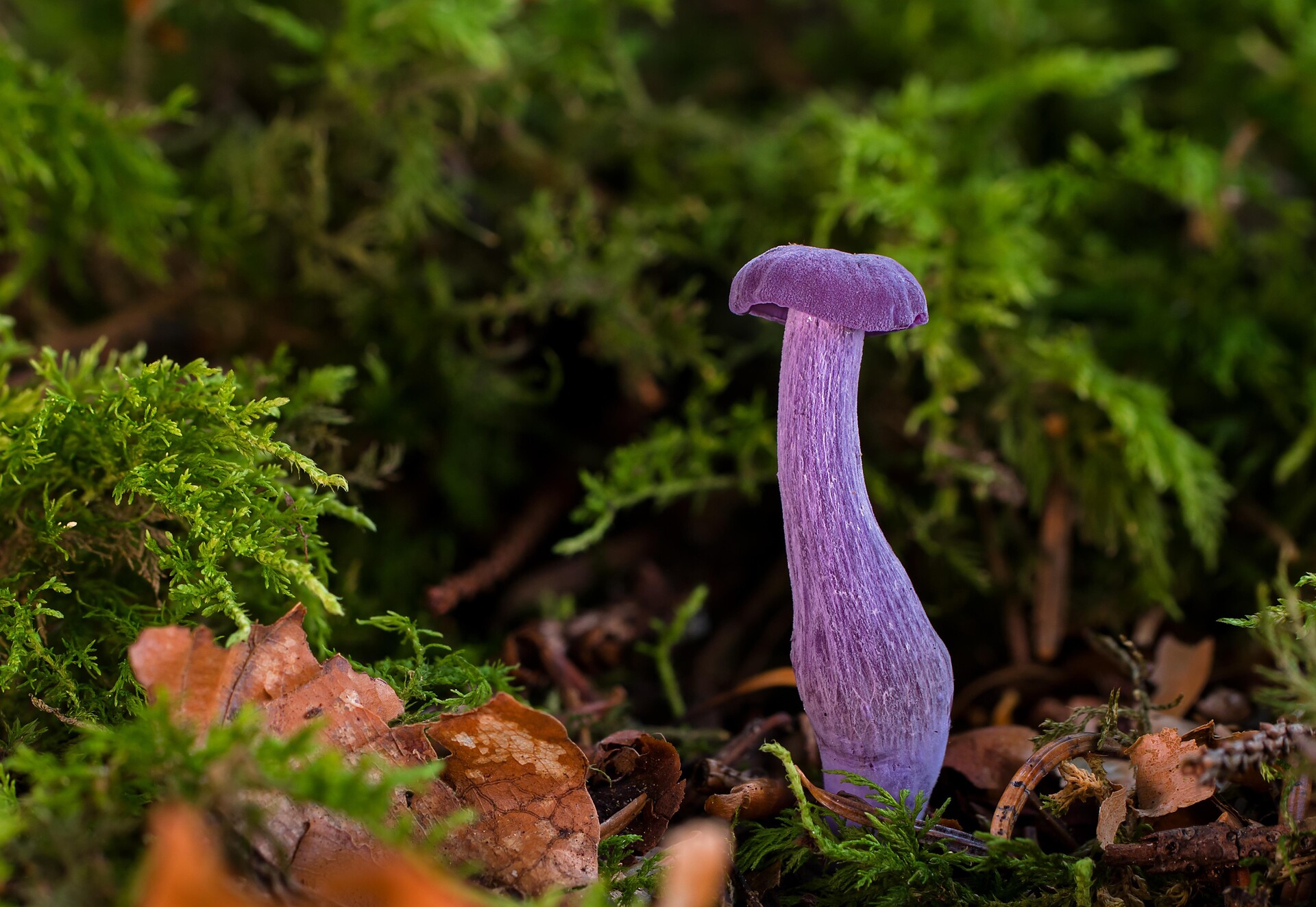 Лаковица фиолетовая гриб