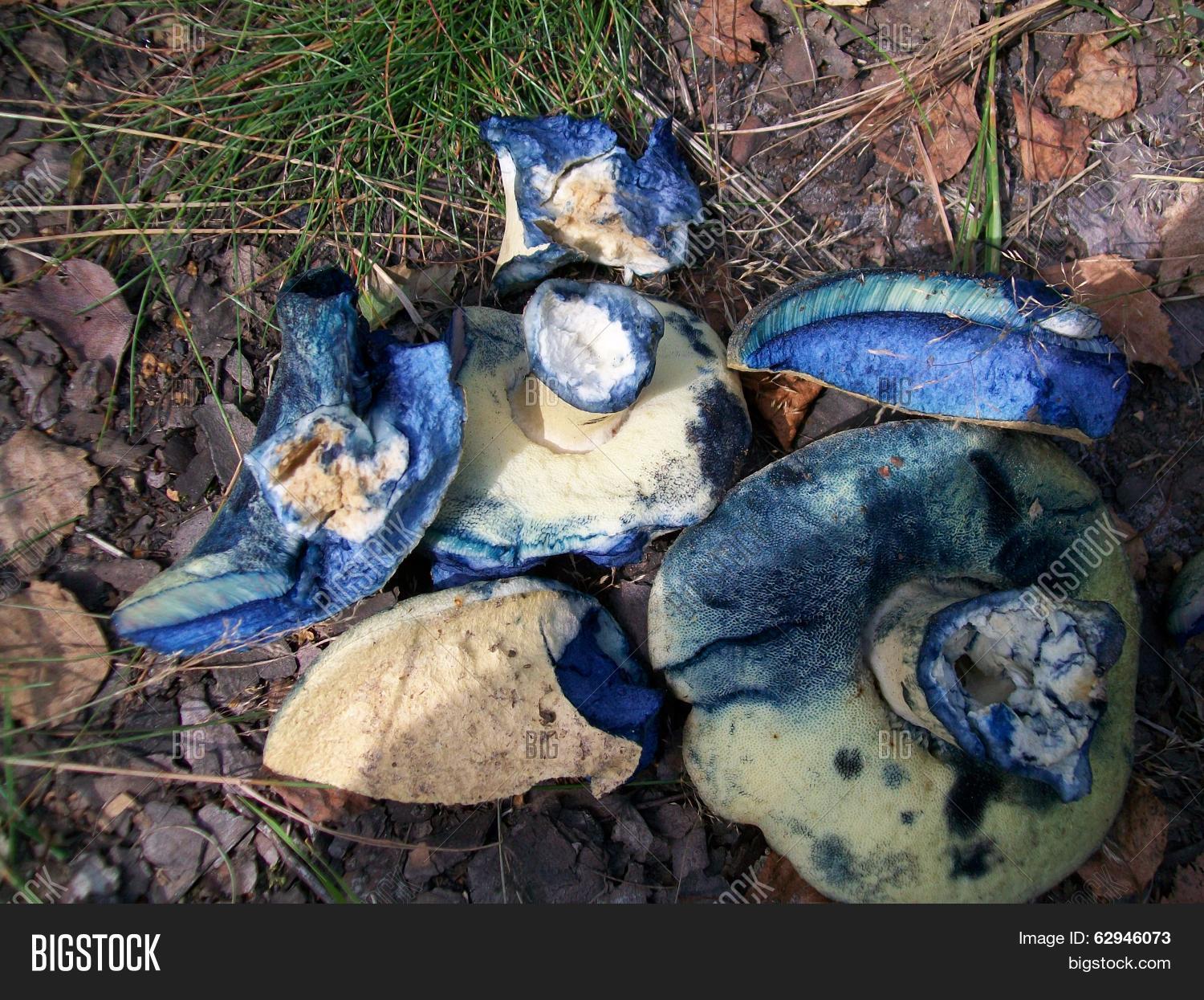 Белый гриб с синим срезом