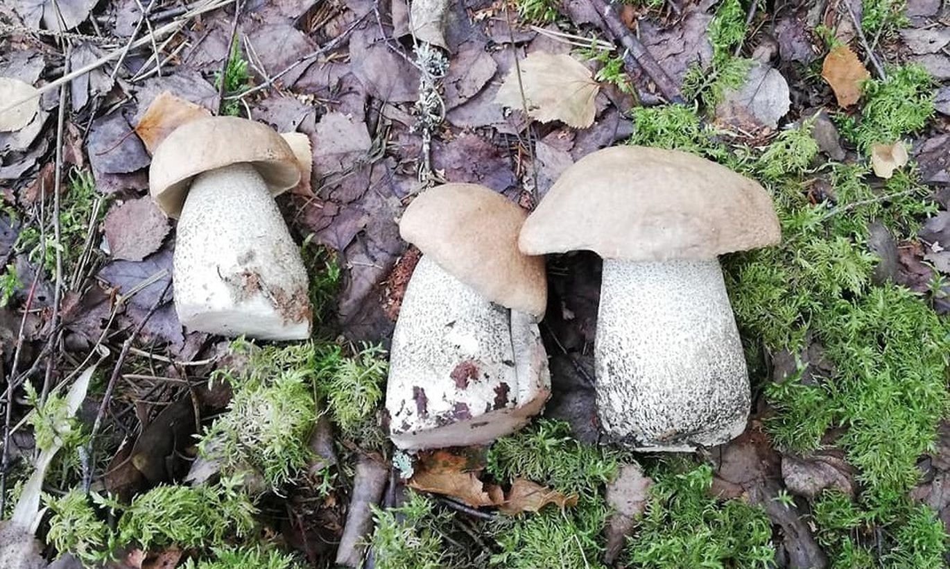 Весной есть грибы. Ядовитые грибы в Подмосковье. Двойник белого гриба. Ложные грибы Подмосковья. Белый гриб опасный двойник.