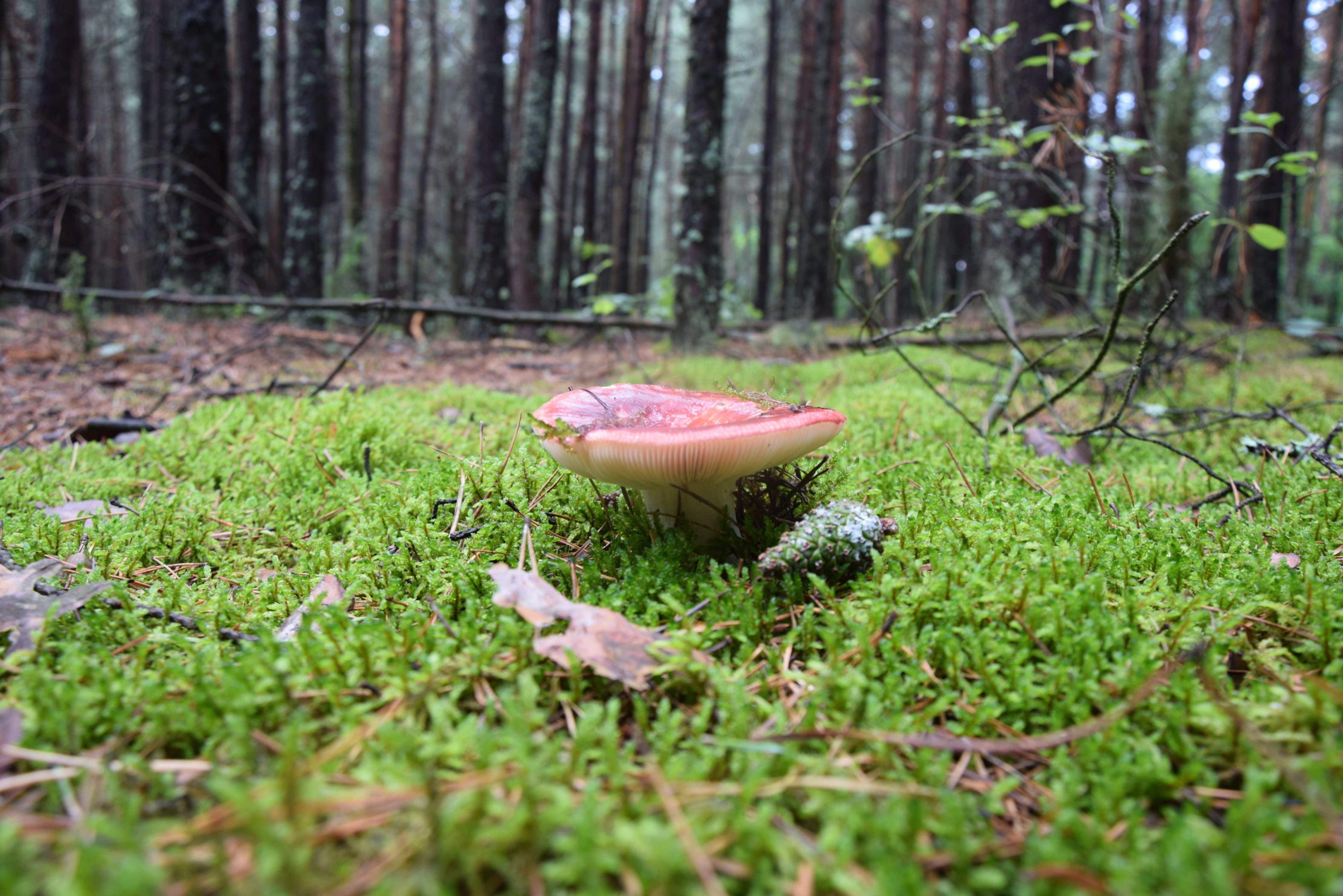 Трава грибы в лесу фото