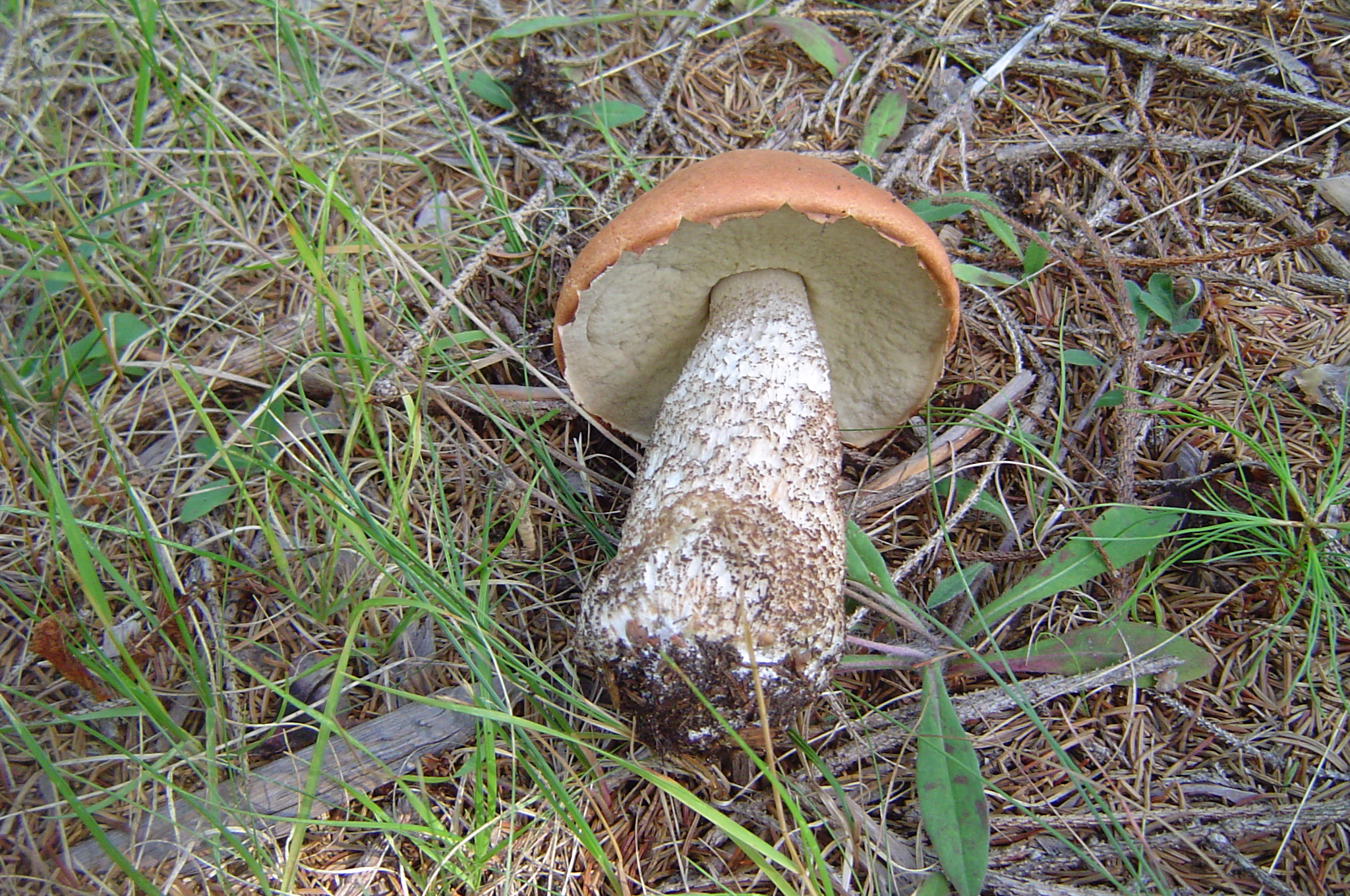 Шляпочные грибы подосиновик