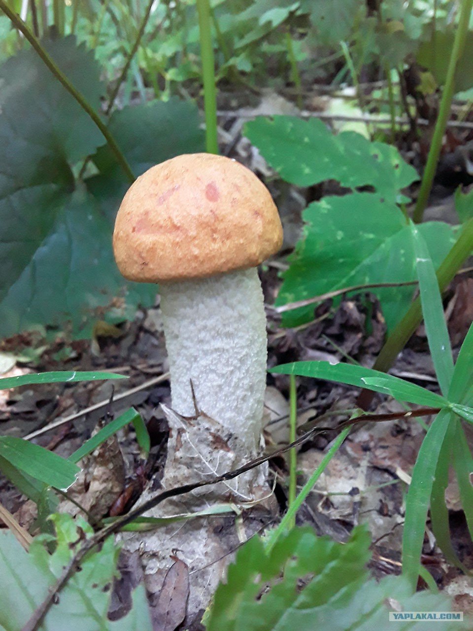Белый гриб подосиновик подберезовик