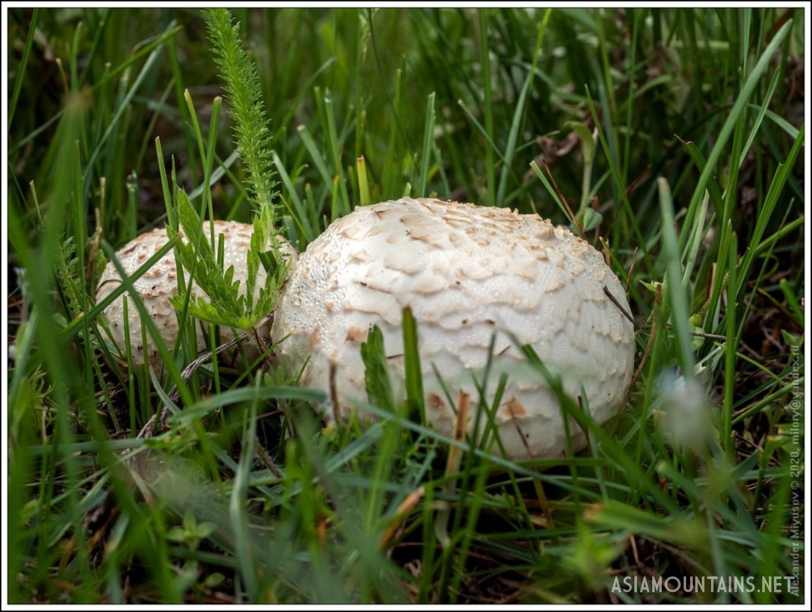 грибы в таджикистане в горах