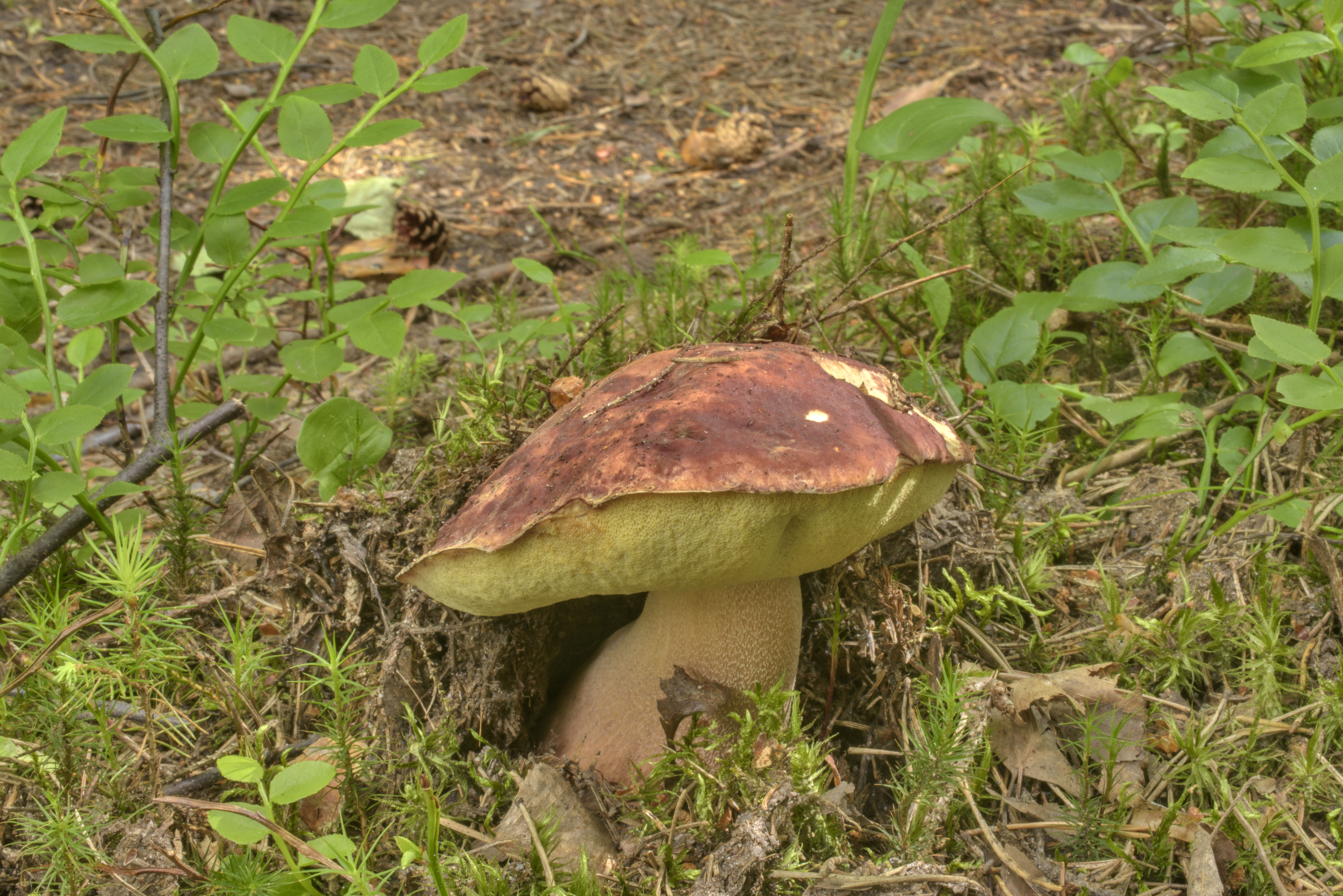 Дальневосточный белый гриб