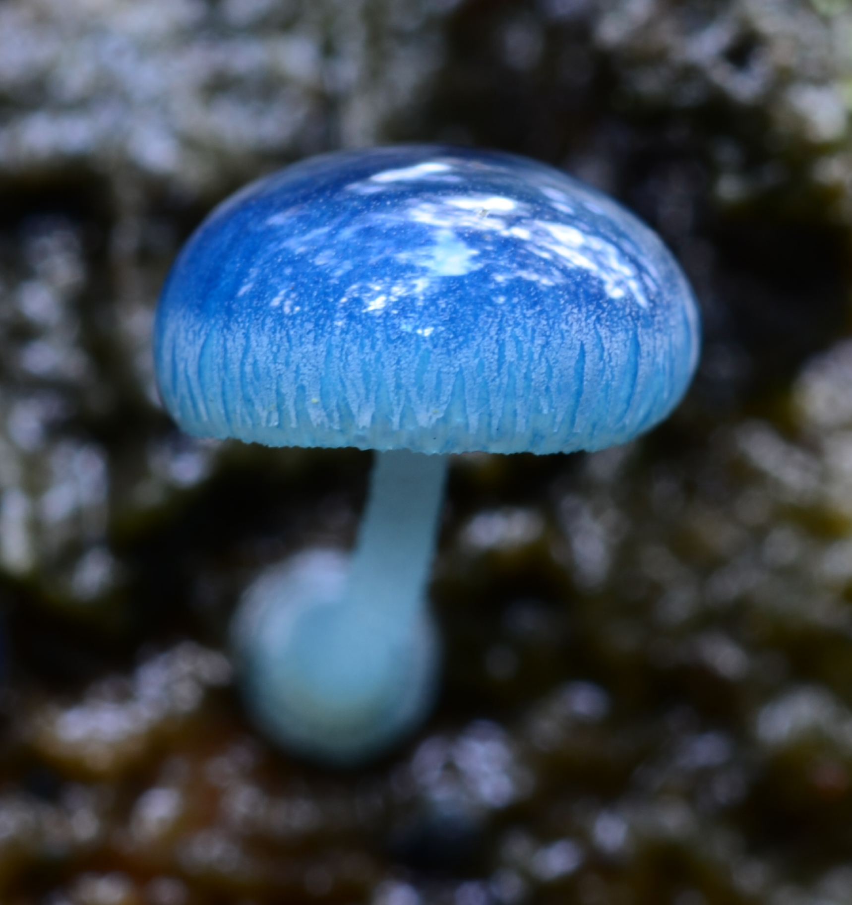 Синий гриб Мицена