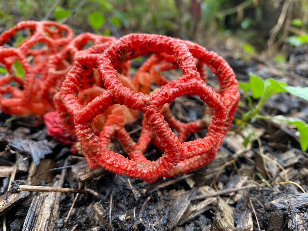 Необычные грибы Австралии