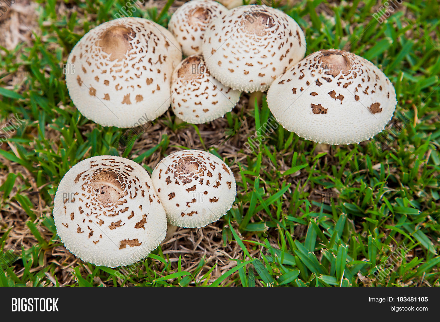 Какие есть грибы в Австралии