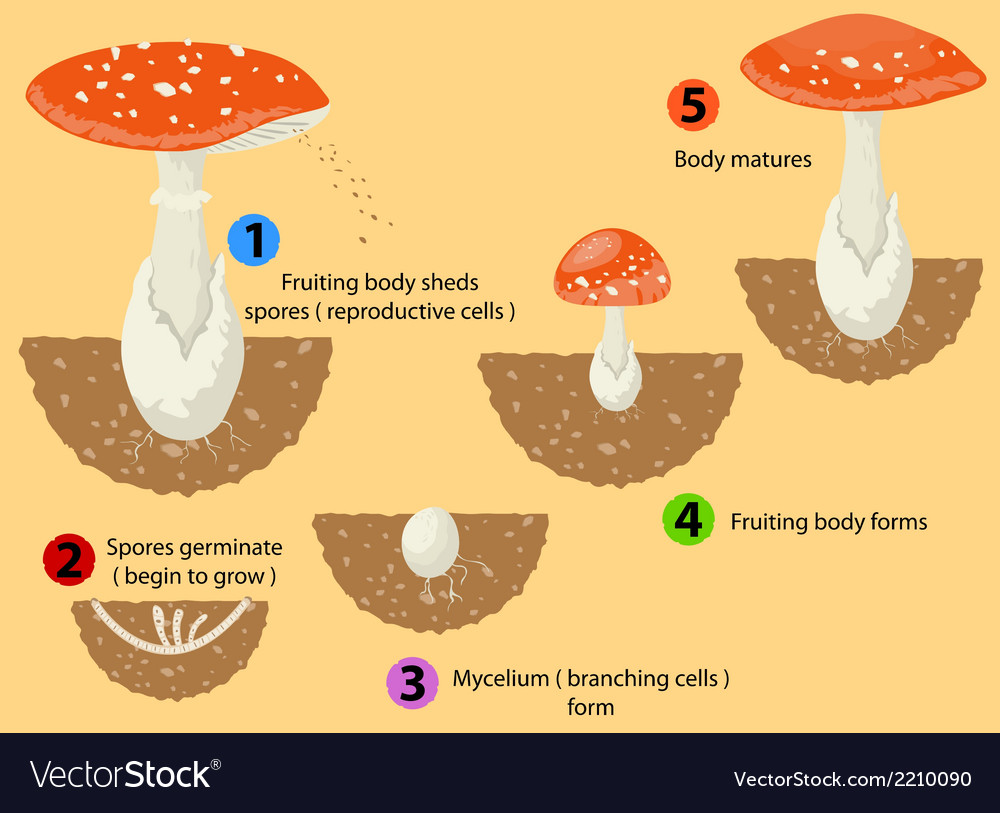 Стадии жизненного цикла грибов
