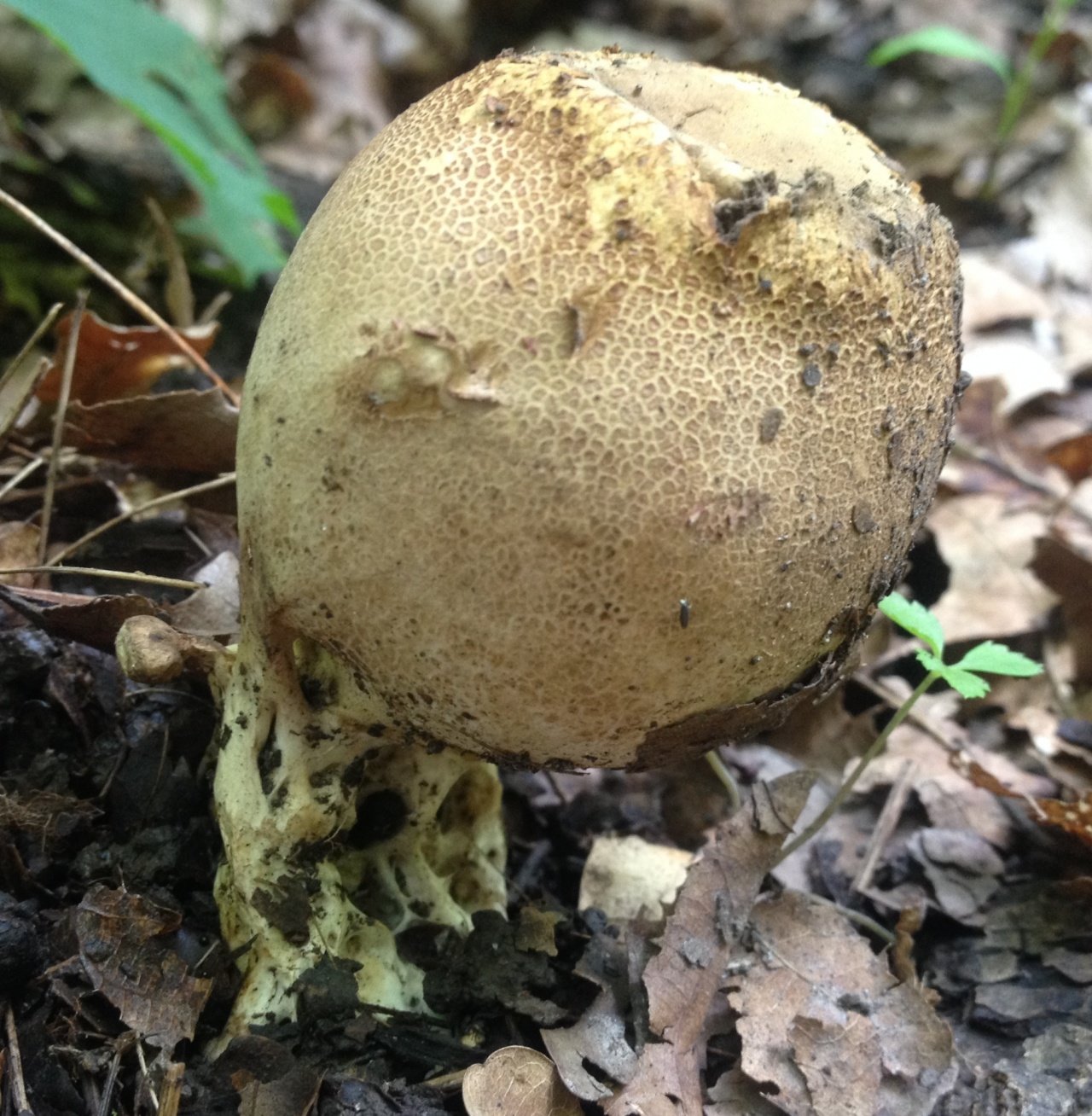гриб растущий под дубом фото