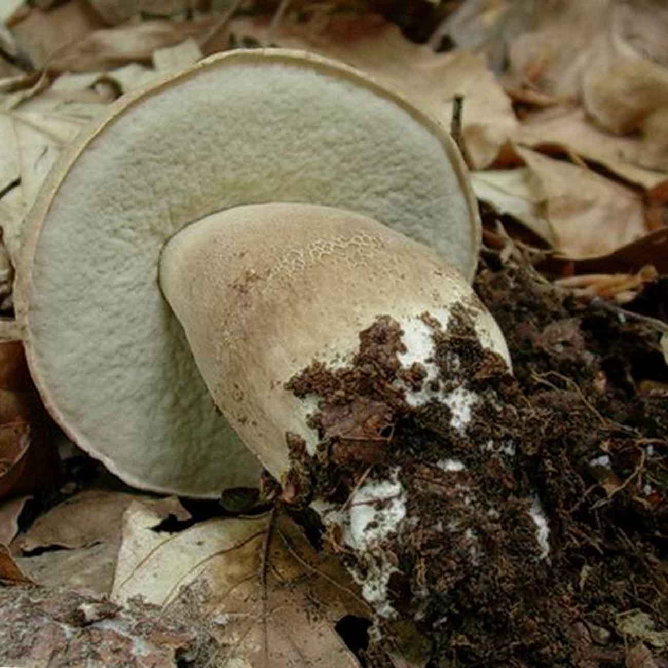 Гименофор белого гриба