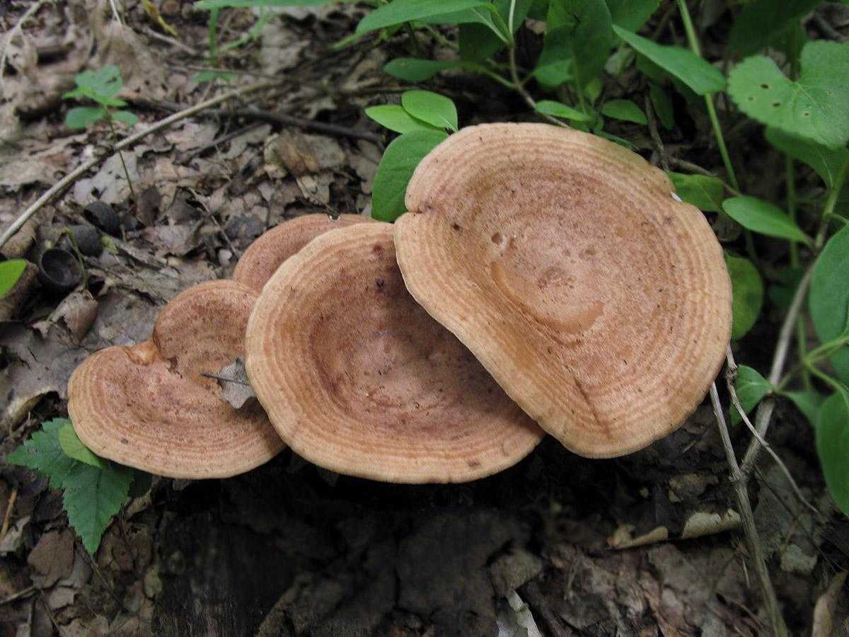 Млечник дубовый гриб съедобный