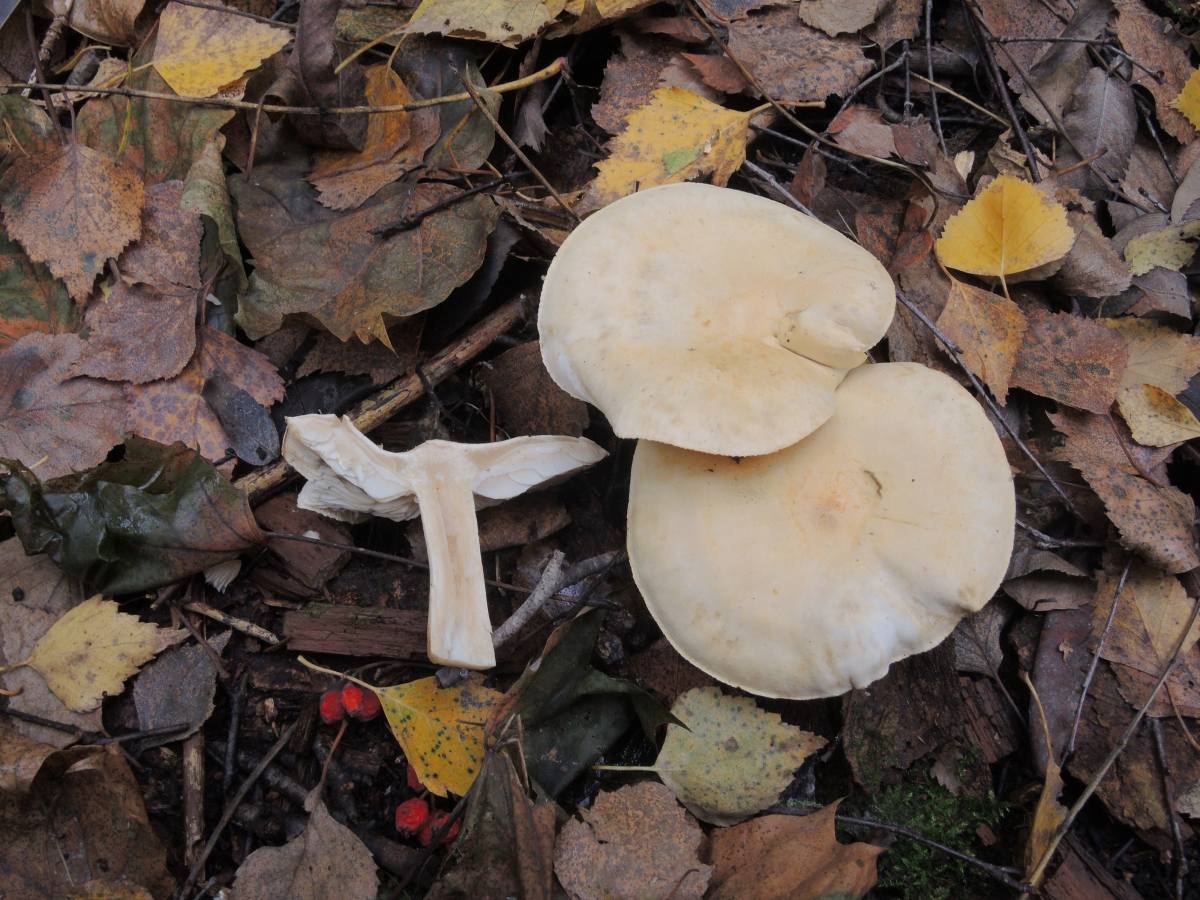 Белые грибы растущие под осиной