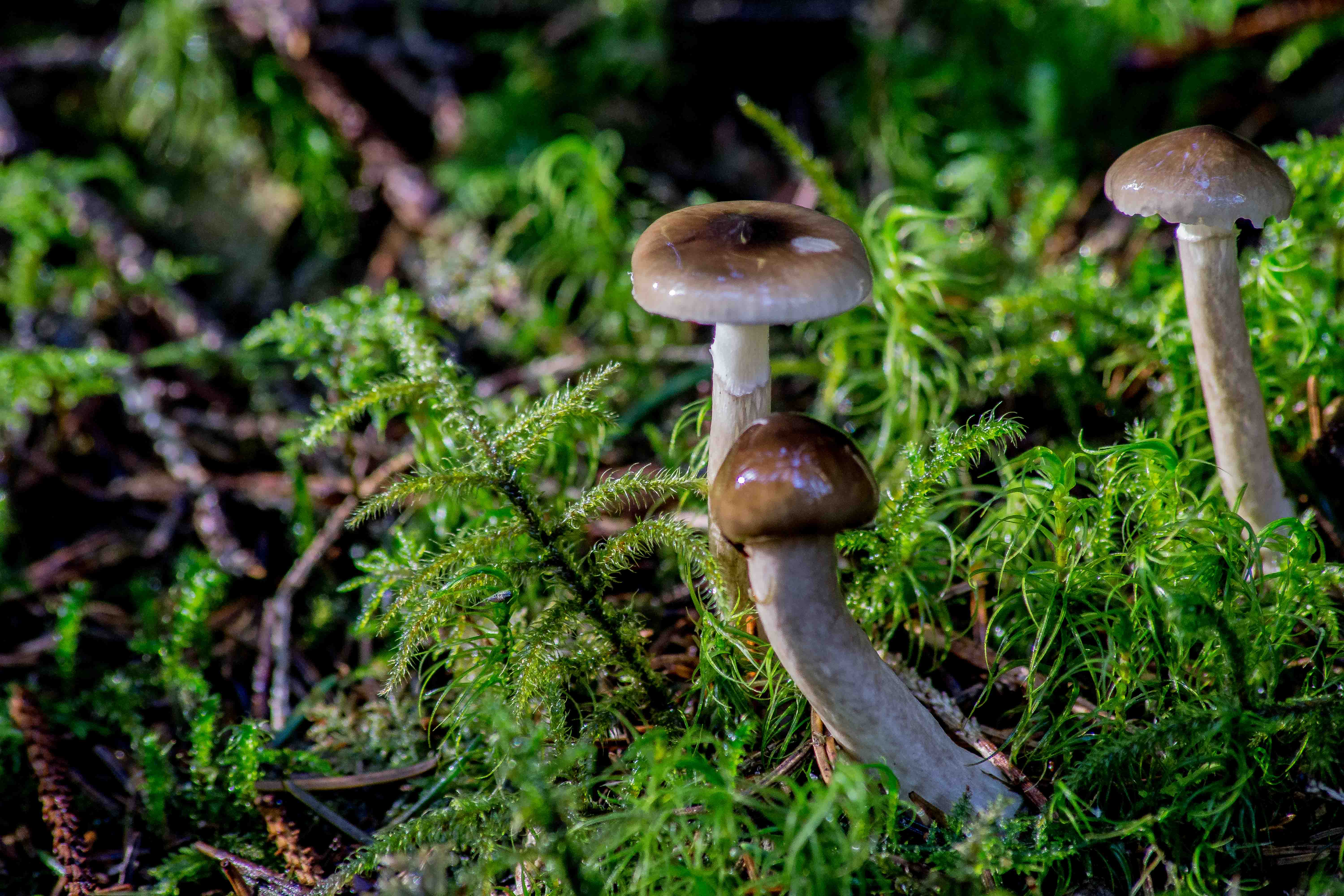 Лес Норвегия грибы