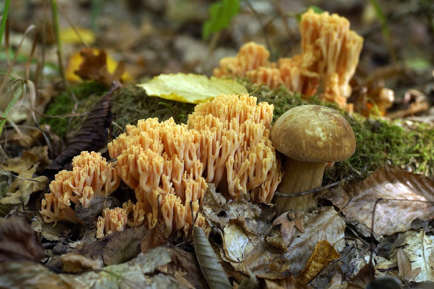 фото осенних грибов с названиями