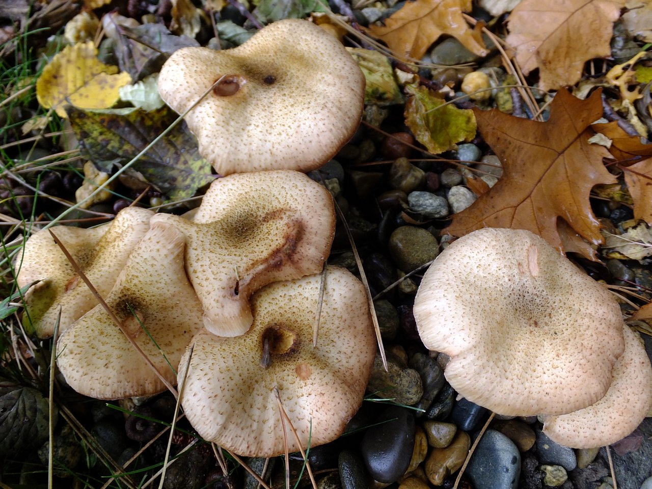 Armillaria Gallica гриб