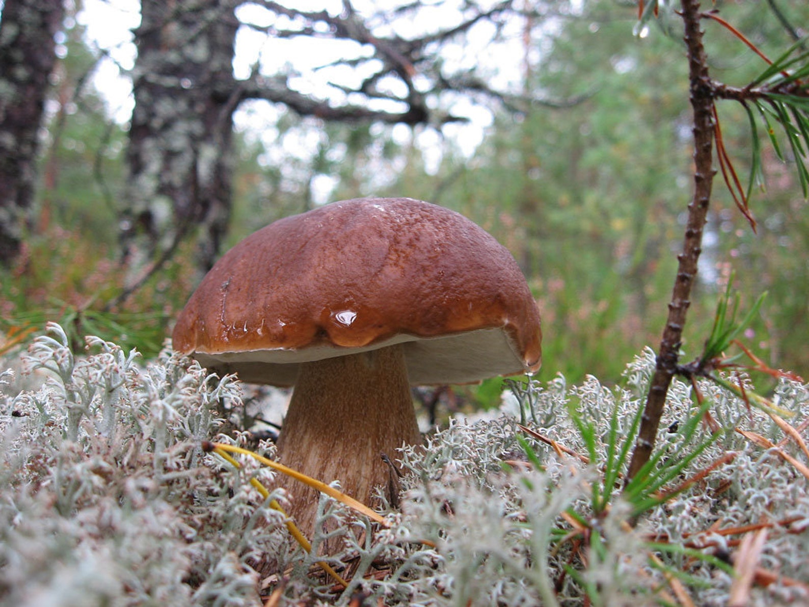 фото грибов еловиков