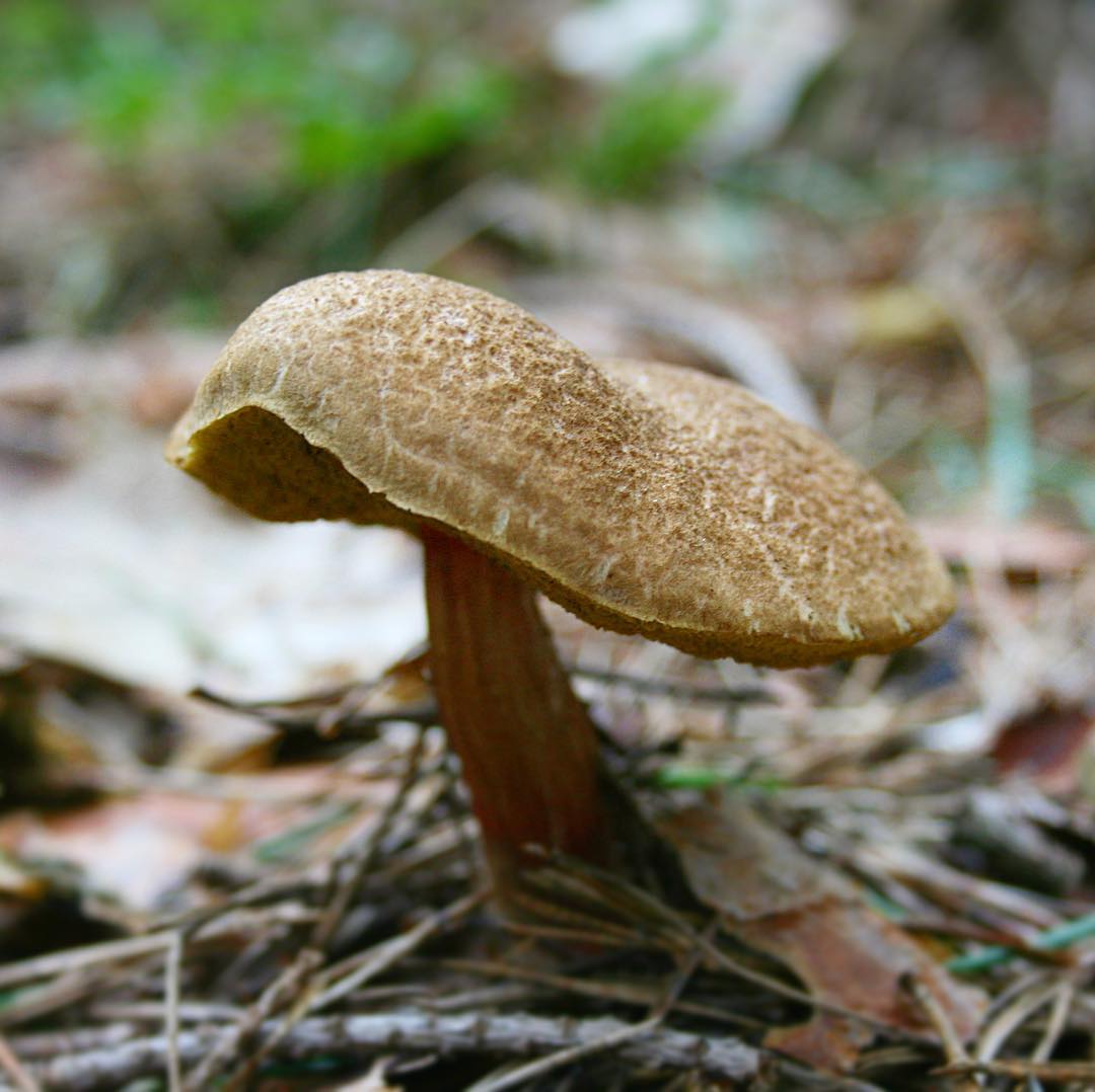 Фото гриба моховик