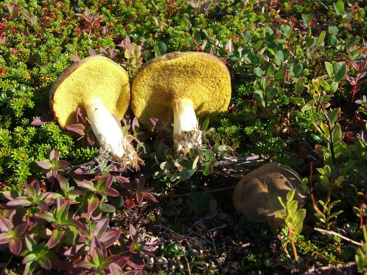 Моховик зеленый гриб фото и описание
