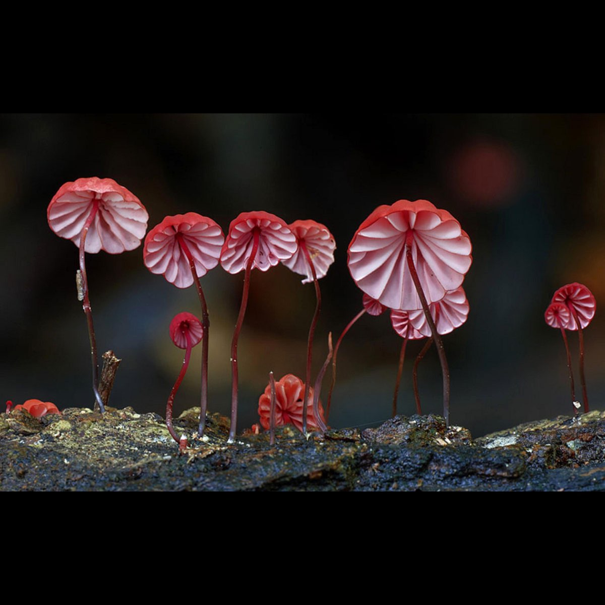 грибы мира фото и название