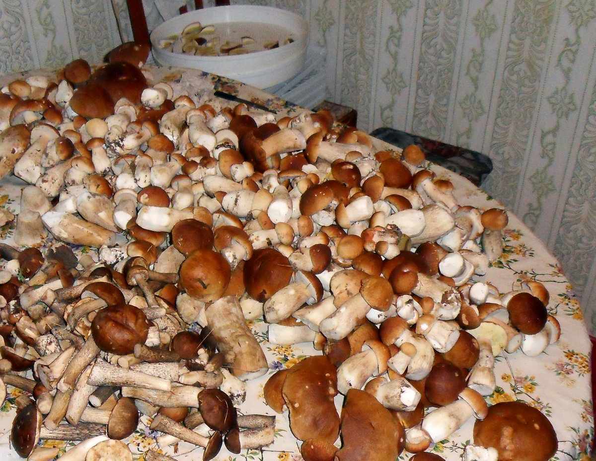 К чему снится есть грибы. Много грибов. Куча белых грибов. Много много грибов. Огромная куча белых грибов.