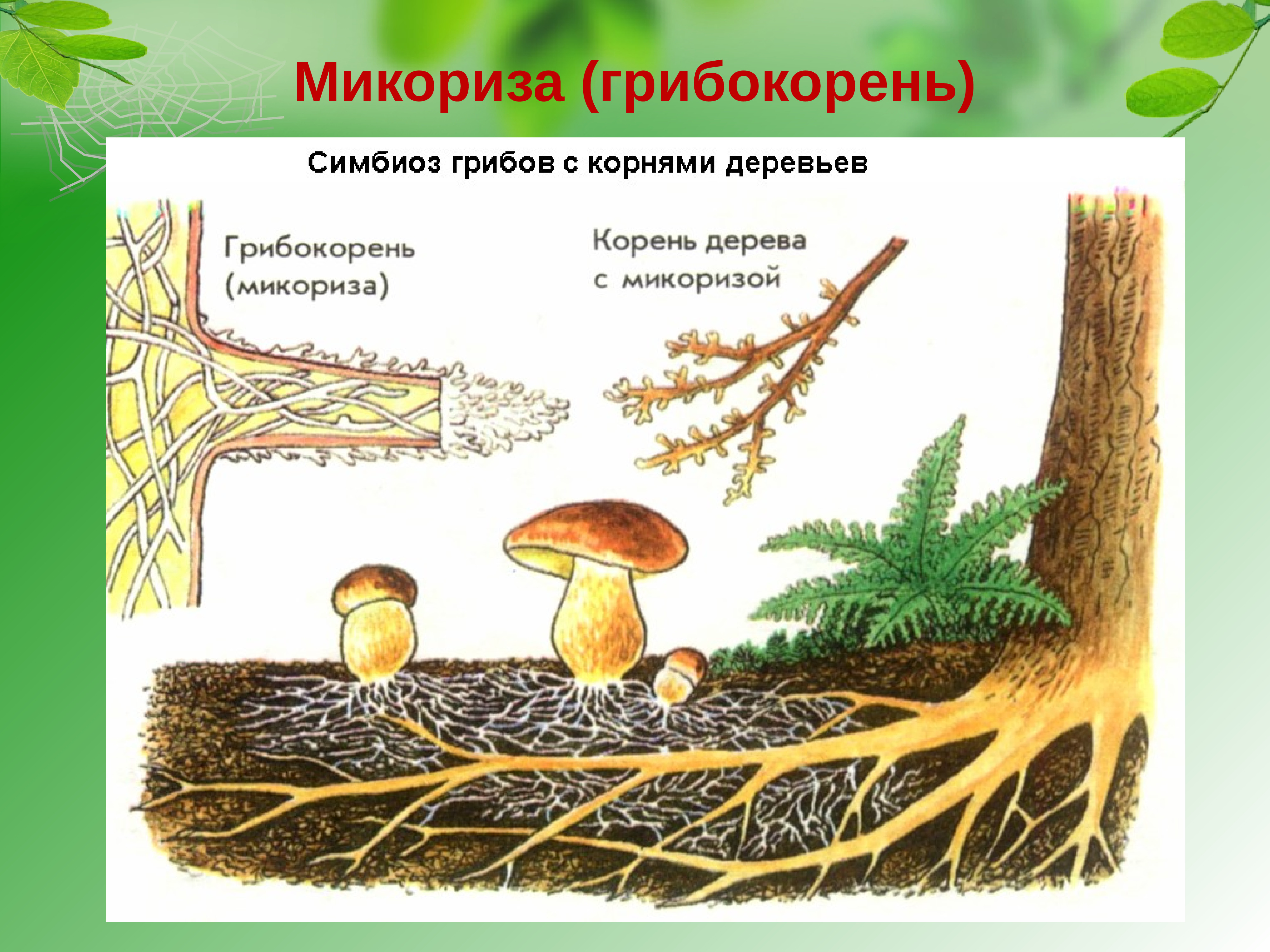 Шляпочный гриб и дерево. Шляпочные грибы микориза. Строение гриба микориза. Что такое микориза у грибов. Трюфель микориза.