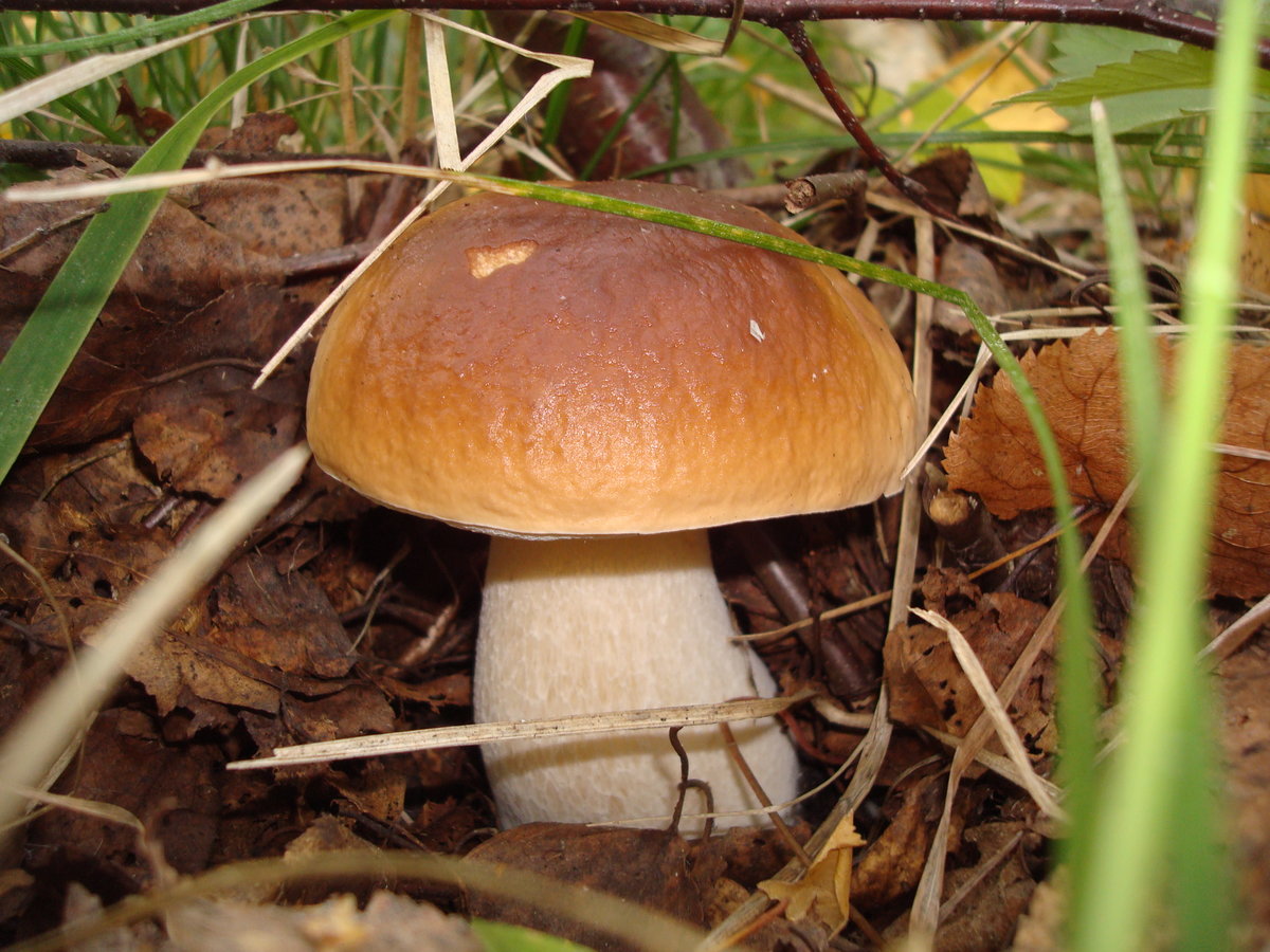 Настоящий белый гриб