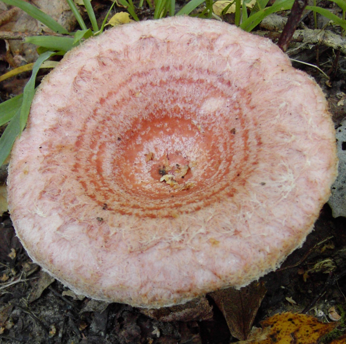 розовый груздь грибы фото