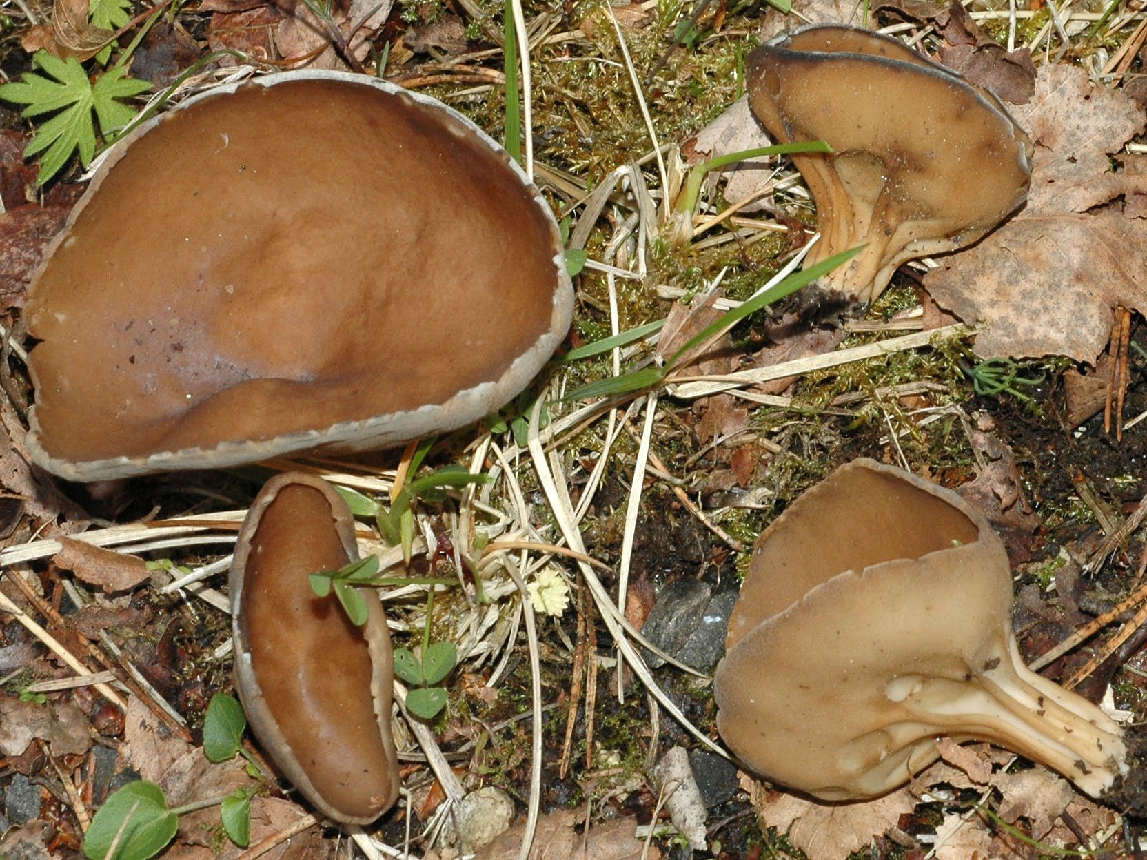 Подкарагачники грибы