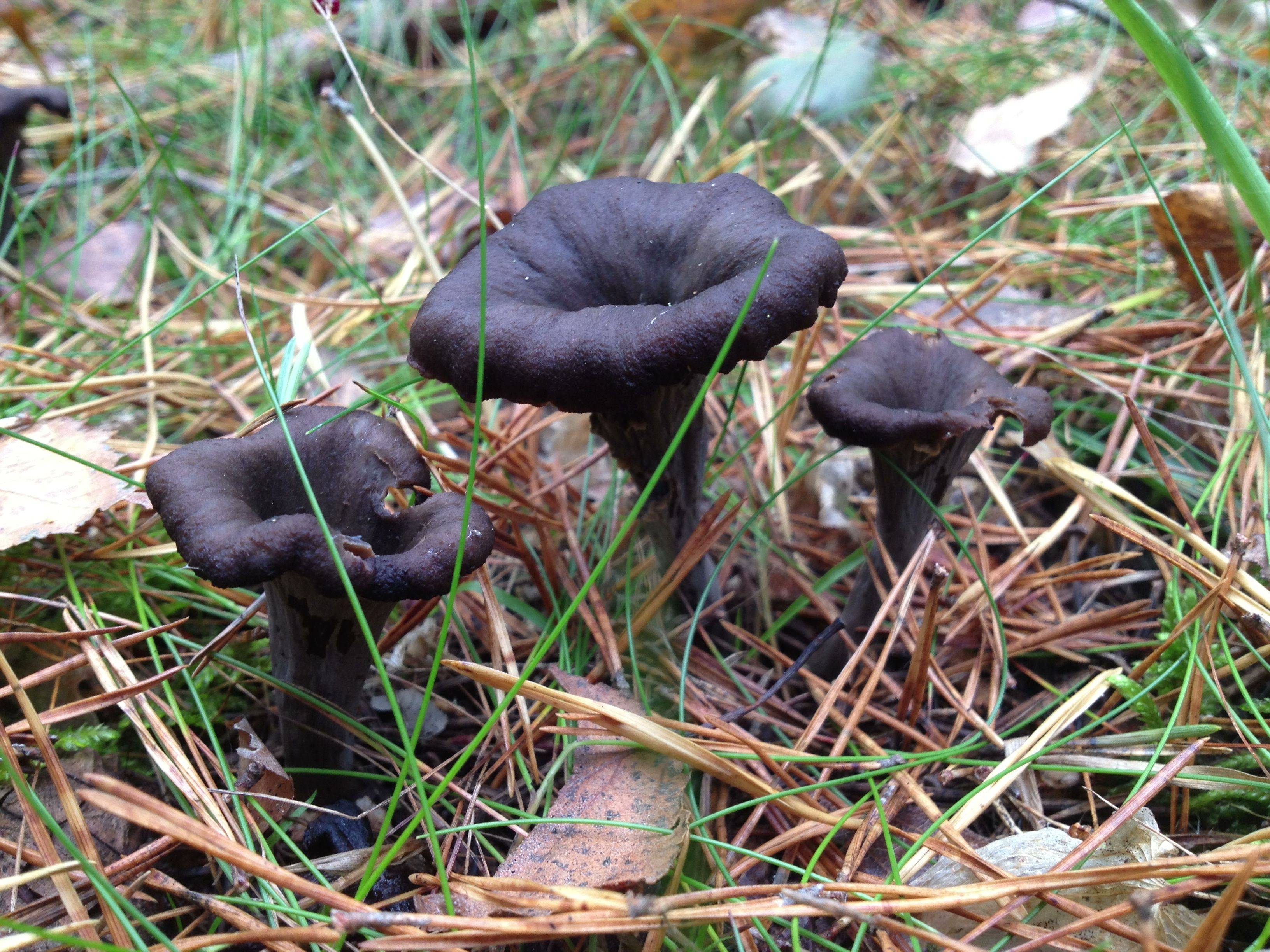 черные лисички грибы википедия фото