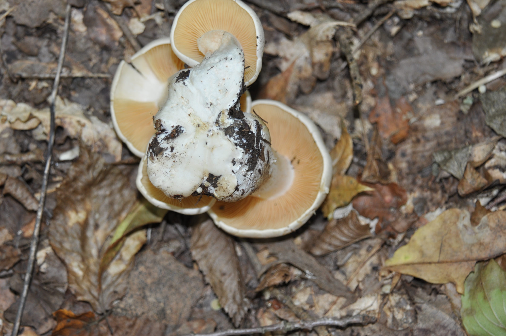 съедобные грибы донбасса фото